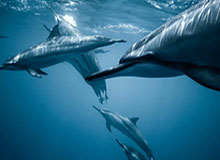  ,波鸿后卫涉嫌赌球丑闻遭足协正式调查  